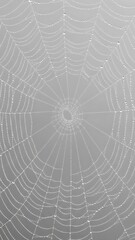 Obraz premium Intricate Spider Web with Dew Drops on Gray Background