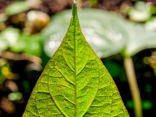 Macro View of Leaf Veins and Texture with Fungal Disease Spots