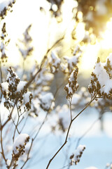 Obraz premium Snow-Covered Winter Branches Backlit by Golden Hour Sunlight