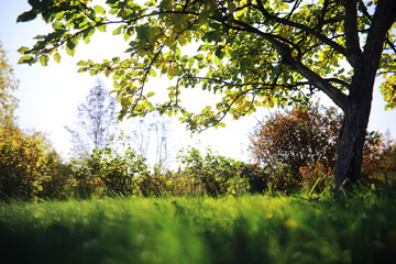 Fototapeta premium Beautiful autumn park. Russian North. Autumn trees and leaves. Autumn Landscape.Park in Autumn. Forest in Autumn.