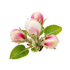 Apple Blossom Buds Green Leaves Black Background