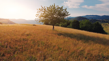 Obraz premium Tranquil sunny summer landscape with green fields and hills.