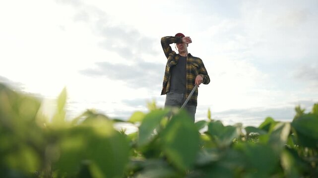 Farmer hoeing soybean field at sunset. Dedicated farmer working with hoe in soybean field. Agricultural worker maintaining soybean crops. Hoeing for better yield. Farmer engaged in soybean agriculture