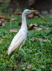 Fototapeta premium A white bird is standing in the grass