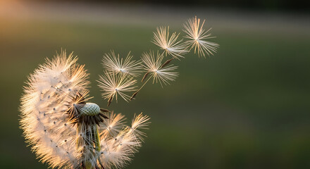 Obraz premium Close Up Dandelion Seed Head with Dispersing Seeds in Sunlight