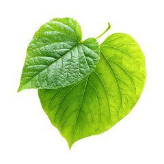Obraz premium Bright green heart-shaped leaves placed on a white background with visible veins and texture