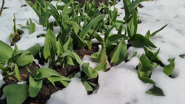 Tulips poke through the melting snow. 
Snow-covered tulips bloom amid the snow-covered landscape, creating a stunning contrast.
The awakening of spring, melting snow.