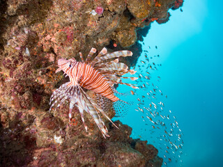 ハナミノカサゴ,
Red Lionfish, Pterois volitans,
キンギョハナダイ,
Sea Goldie, Pseudanthias squamipinnis, 
ソラスズメダイ, Heavenly Damselfish, Pomacentrus coelestis,
タカサゴスズメダイ,
ウミカラマツ, 
Antipathes japonica,
他。
ヒリゾ浜南伊豆町中木
