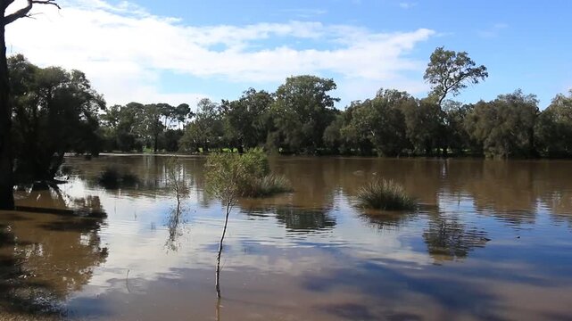 Swan River Perth near Guildford, pan right clip showing log flowing downstream
