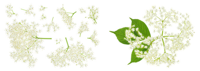 Obraz premium Elderberry flower or Sambucus nigra isolated on a white background.