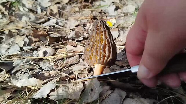 Morel picking in the forest.
Morels are a delicacy. They grow in the forest in spring. The mushroom is brown. Morels, mushrooms in the forest.
A mushroom picker uses a knife to cut off the hollow 