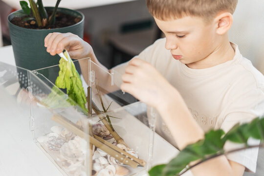 Curious boy opens an acrylic aquarium and feeds a stick insect with lettuce using tweezers. STEM education, insect observation, science experiment and learning through play at home.