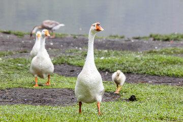 Obraz premium Group of white geese walking on green grass