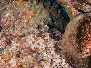 Fototapeta premium 大きな美しいオオセ（オオセ科） Japanese wobbegong shark (Orectolobus japonicus Regan).洞窟にいる。他。 ヒリゾ浜南伊豆町中木 静岡県伊豆半島-2025 日本有数のシュノーケリングスポット。 夏の数カ月間だけ渡し船で行ける。 水質透明度魚影が素晴らしい。 