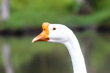 Close-up of white domestic goose head with orange beak and blue eye © Ridho