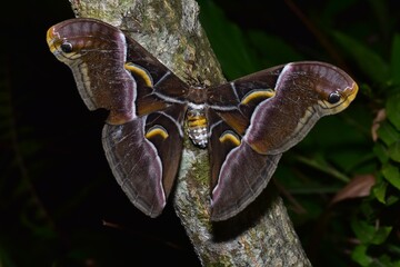 Closeup of a beauttiful Moth in nature, Thailand. Samia canningi moth on tree. © forest71