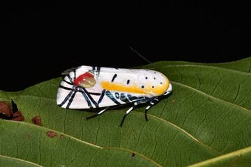 Closeup of a beauttiful Moth in nature, Thailand. Baorisa hieroglyphica moth on leaf. © forest71