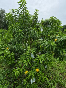 Pouteria caimito fruit on tree in farm for sell are cash crops. Abiu fruit possesses antimicrobial, antifungal, antiviral, anticancer, analgesic, antipyretic, and anti-inflammatory properties