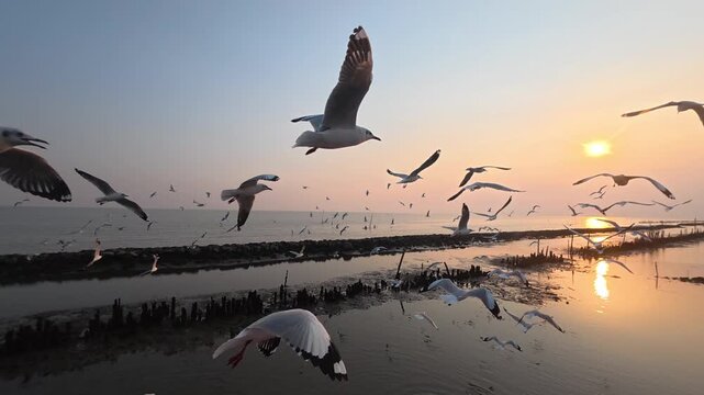 Seagulls flying over the sea at sunset in Thailand
