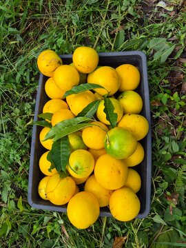 Pouteria caimito fruit on tree in farm for sell are cash crops. Abiu fruit possesses antimicrobial, antifungal, antiviral, anticancer, analgesic, antipyretic, and anti-inflammatory properties