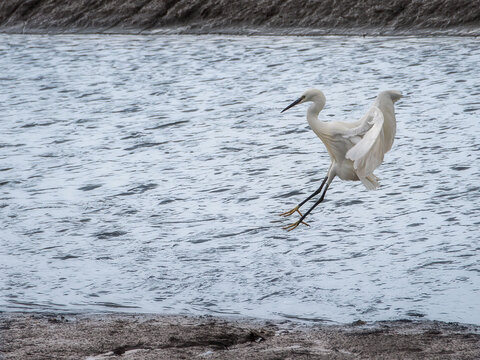 Garza en el momento que se va a posar en una charca en el mar