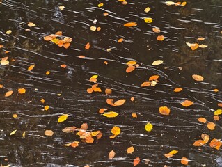 falling leaves reflections, drifting foliage over water surface with dynamic ripples and highlights © Nataliia