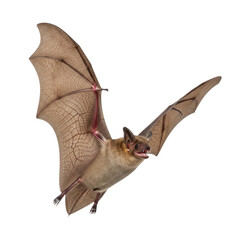Obraz premium Realistic brown bat in flight with transparent wings isolated on transparent background