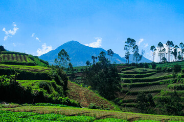 Obraz premium Beautiful Terraced Fields on Mountain Slope Under Clear Blue Sky, Scenic Rural Agriculture Landscape with Green Crops and Distant Mountain Peak, Tropical Highland Farming View