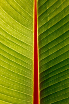 Macro of banana leaf