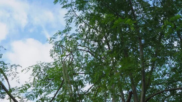 Moringa Tree Pods and Green Leaves Swaying Against a Blue Sky with White Clouds in Miyako Island