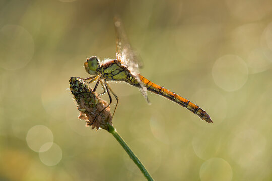 Common darter firefly, Sympetrum striolatum, hovering over flower
