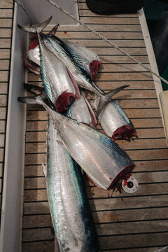 Successful Tuna Catch on Catamaran Deck, Seychelles