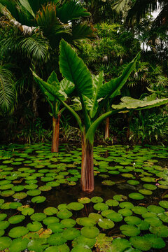 Lush tropical wetland scene with large elephant ear plants risin