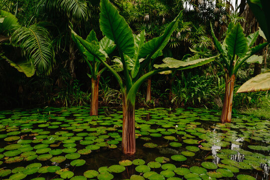 Lush tropical wetland scene with large elephant ear plants risin