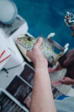 Man Holding Fish on Catamaran, Seychelles
