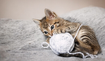Cute little, gray kittens playing with a ball of thread together on a plain background