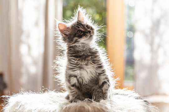 Portrait of cute fluffy kitten