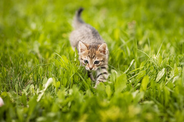 Cute little, gray kitten on green grass on a summer day