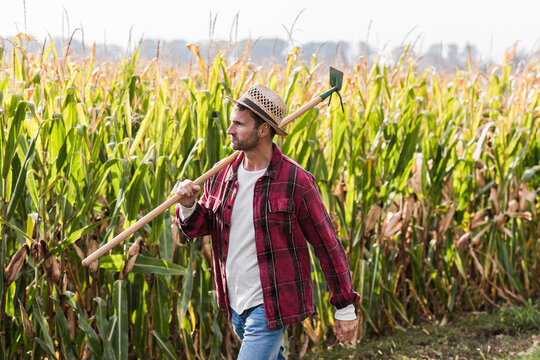 Farmer walking along cornfield