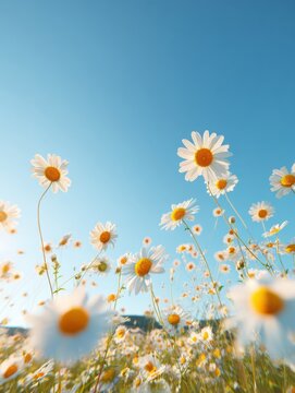 Wild Daisy Flowers in Sun Drenched Meadow under Clear Blue Sky, Low Angle View of Chamomile Blossom Field for Summertime Botanical Branding Decoration and Copy Space