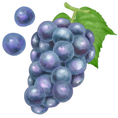 リアルな葡萄(巨峰)のイラスト