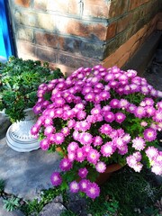 Purple chrysanthemum flowers in the garden