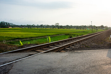 Fototapeta premium Straight Railway Track Crossing Asphalt Road through Vast Green Rice Field under Clear Morning Sky Scenic Rural Transportation Landscape for Journey Travel and Nature Background