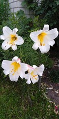 white lilies in the garden 