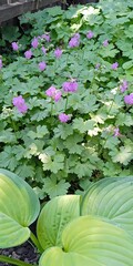 geranium flower in the garden