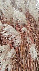 miscanthus grass in the autumn 