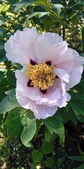 tree peony flower