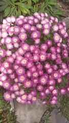 pink chrysanthemum flowers in the garden