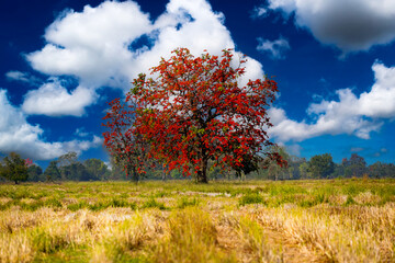 autumn landscape with trees