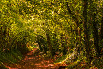 Halnaker Tunnel of Trees in the autumn, West Sussex, UK